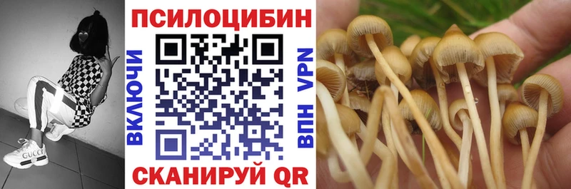 Псилоцибиновые грибы Psilocybe  как найти   Александров 