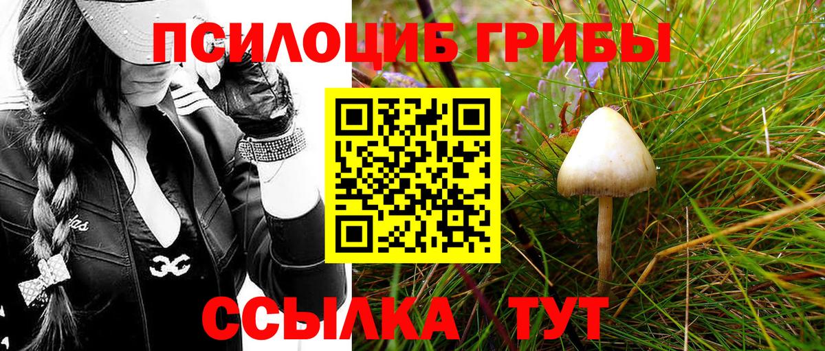 Псилоцибиновые грибы мицелий  продажа наркотиков  Александров  Галлюциногенные грибы мицелий 